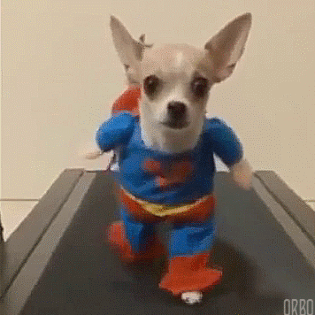 Superdog Treadmill